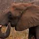 Image for article titled Do Wild Animals Get Drunk and High On Purpose?